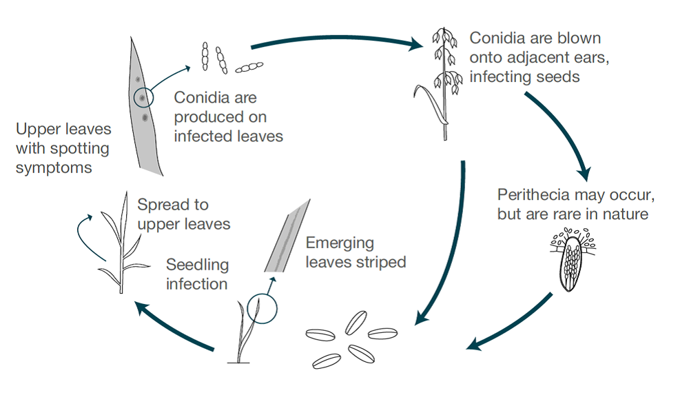 Leaf spot life cycle (cereal disease)